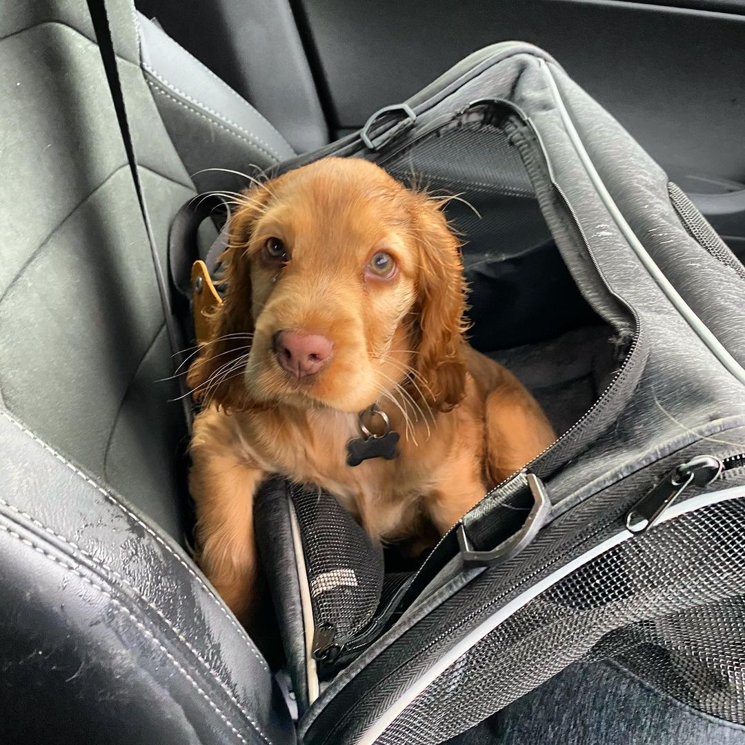 Lola, weiblicher Cocker Spaniel Welpe